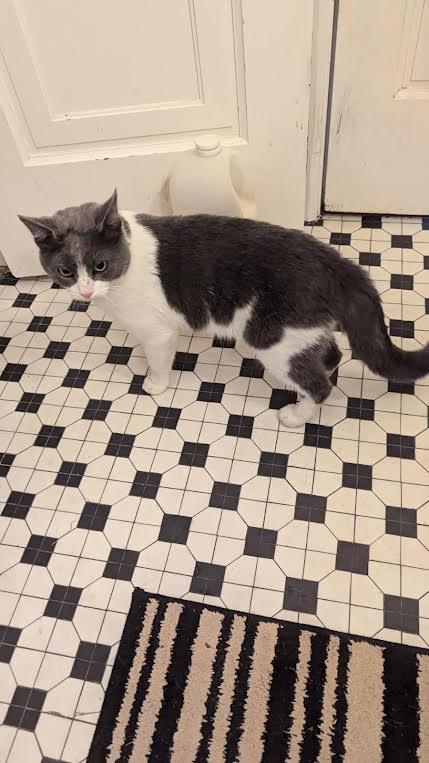 Mr. Cupcake, a Adoptable Domestic Short Hair in Louisville, KY image 3/4