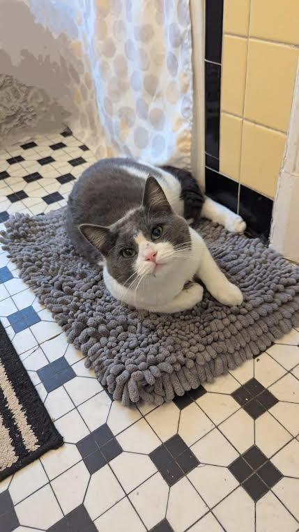 Mr. Cupcake, a Adoptable Domestic Short Hair in Louisville, KY image 4/4