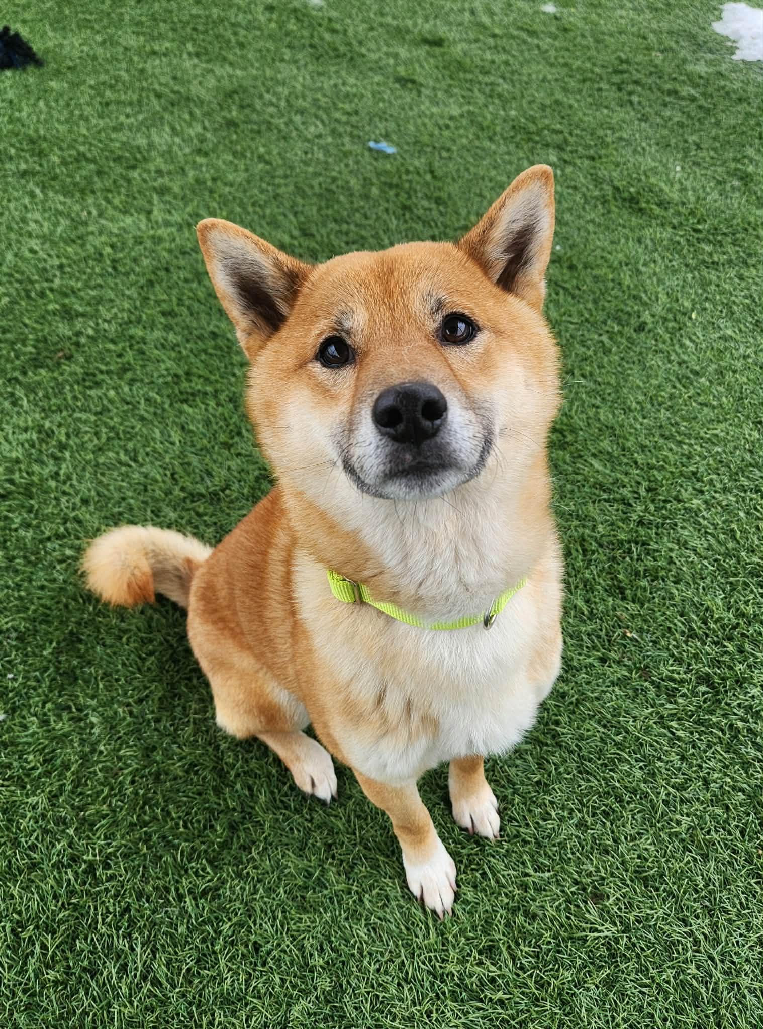 Enlarge Ryobi , an adopted Shiba Inu in Sparta, WI image 3/4