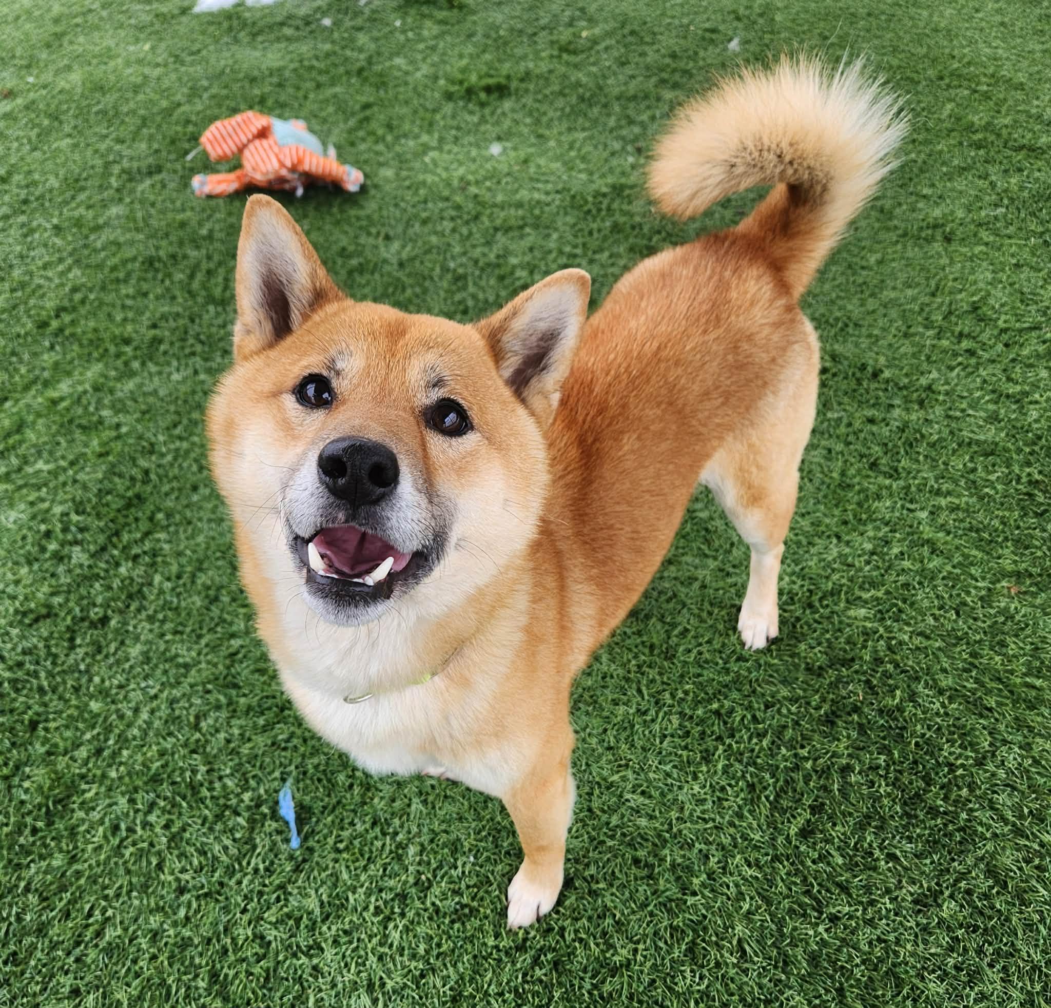 Enlarge Ryobi , an adopted Shiba Inu in Sparta, WI image 1/4