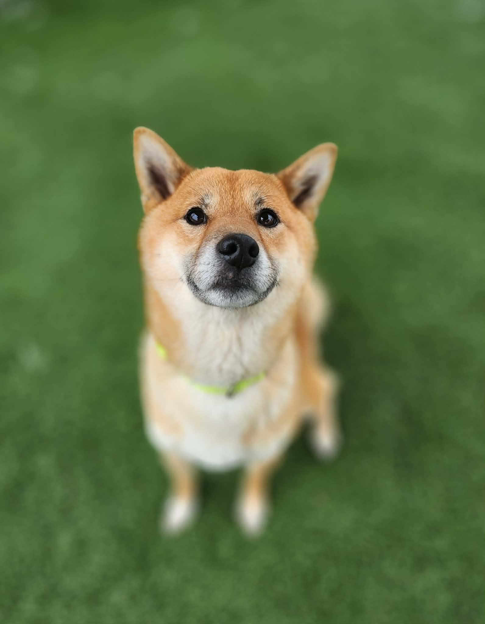 Enlarge Ryobi , an adopted Shiba Inu in Sparta, WI image 4/4