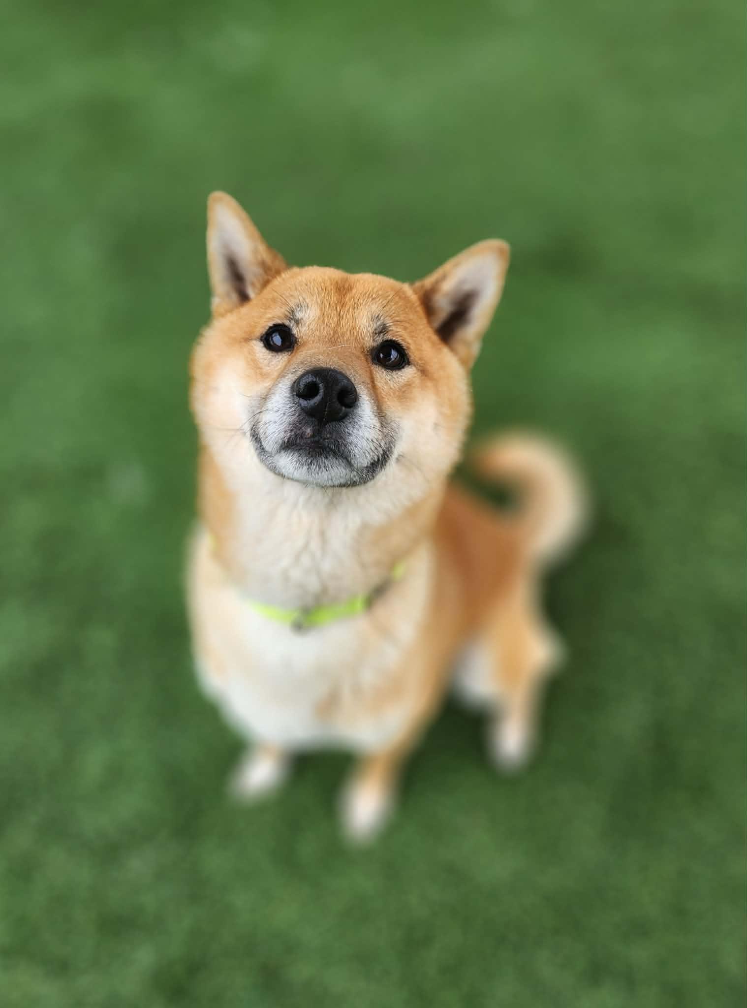 Enlarge Ryobi , an adopted Shiba Inu in Sparta, WI image 2/4
