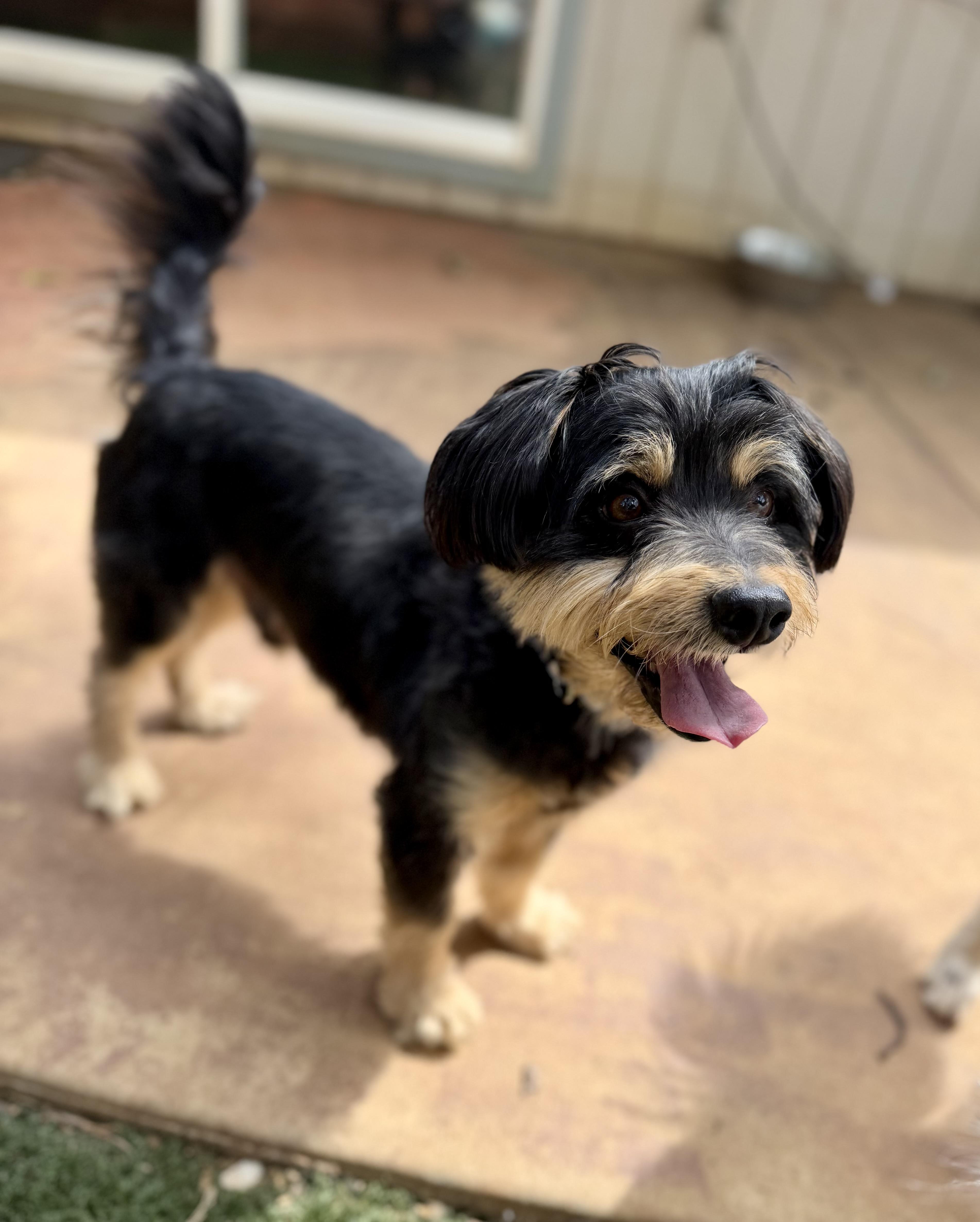 Enlarge Sparky, an adopted mixed breed in Sonora, CA image 6/6