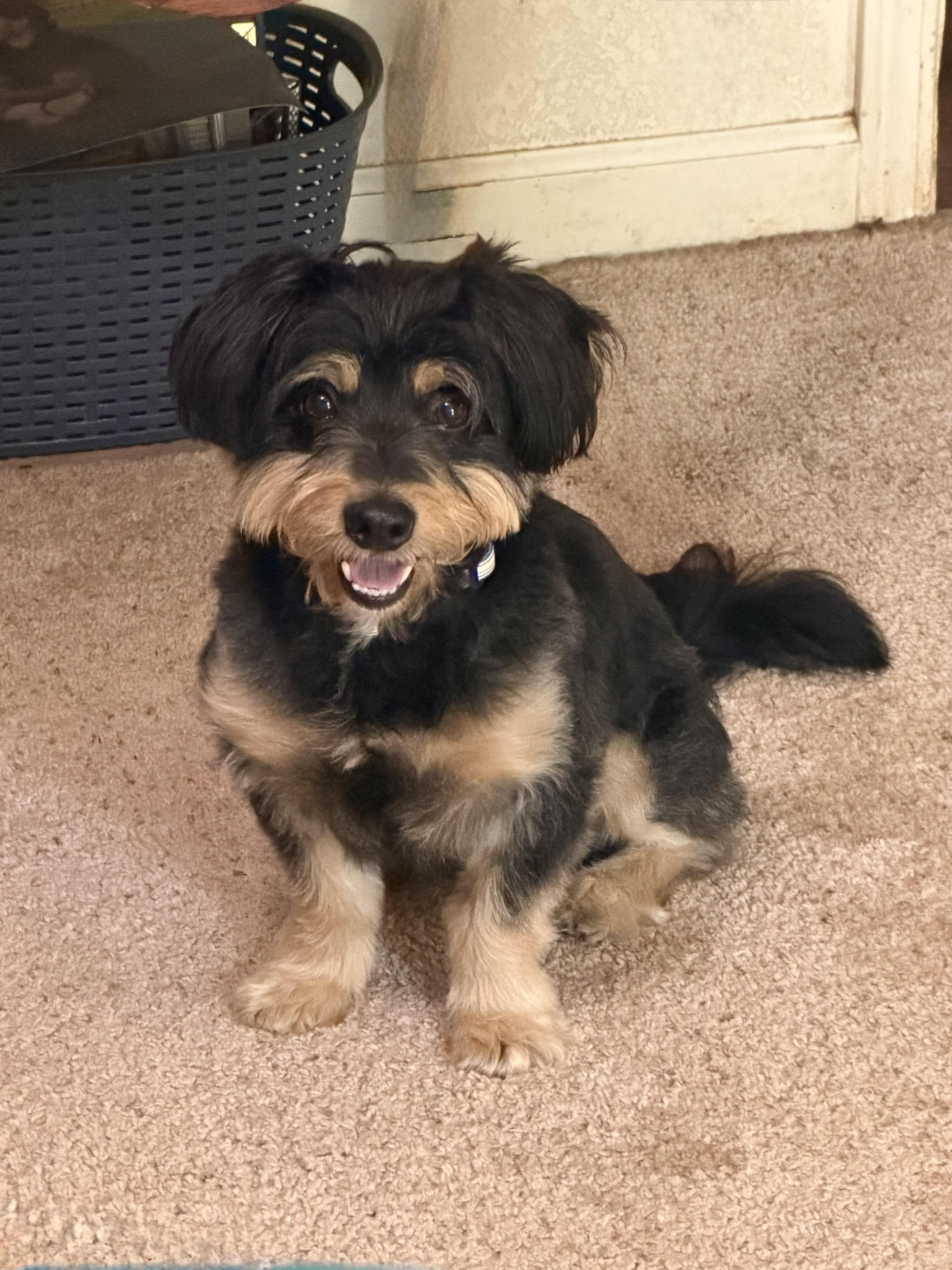 Sparky, adopted, Young Male Terrier.