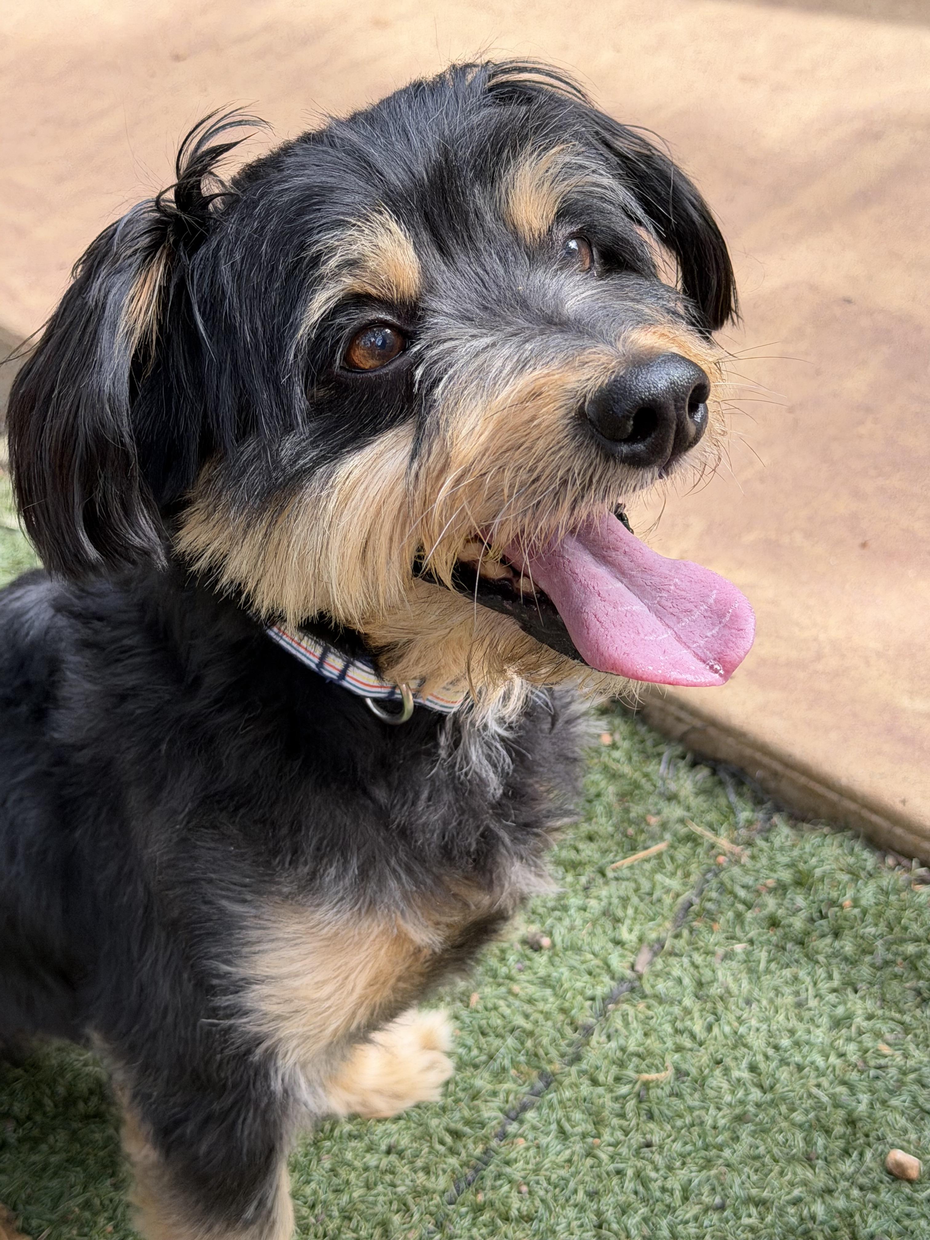 Enlarge Sparky, an adopted mixed breed in Sonora, CA image 4/6