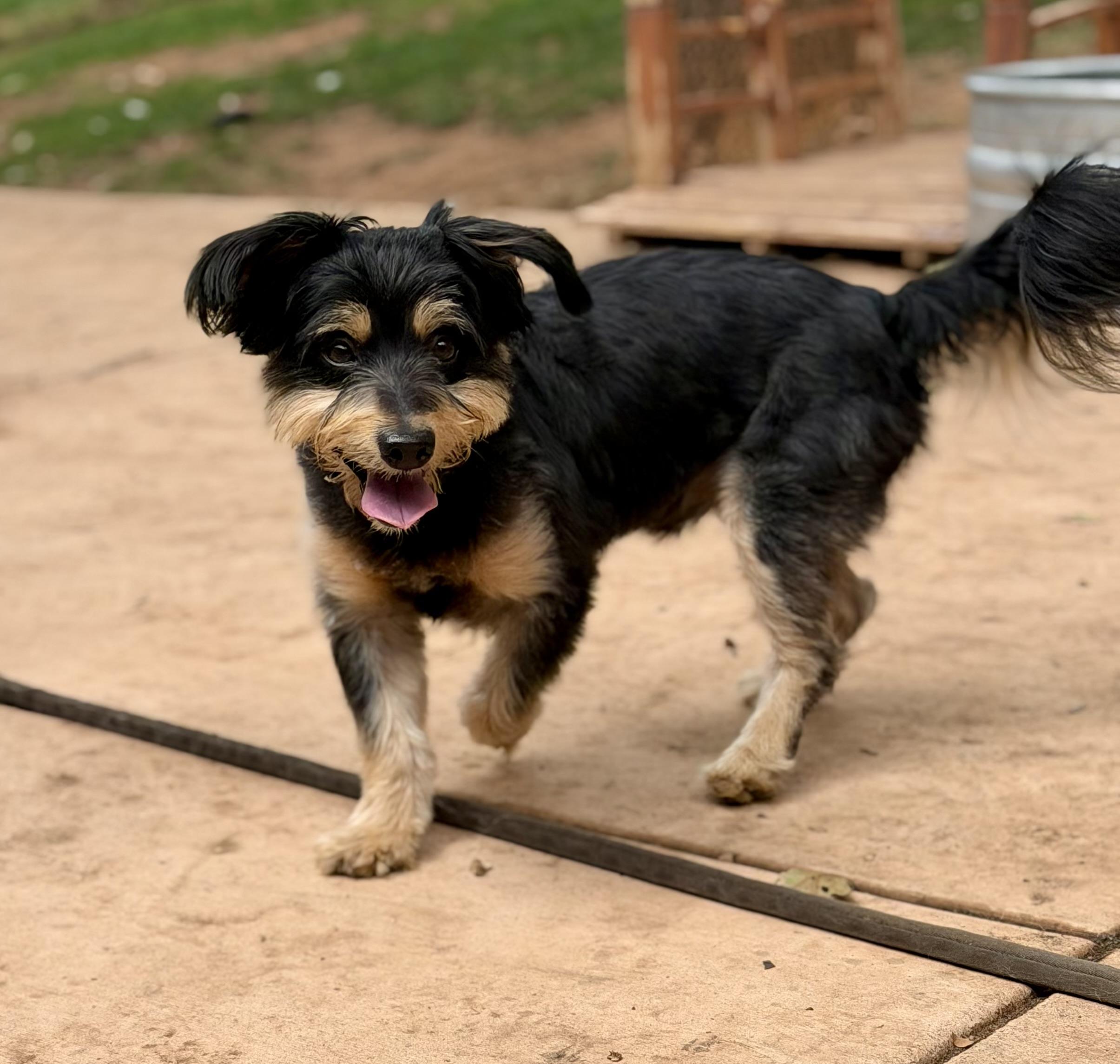 Enlarge Sparky, an adopted mixed breed in Sonora, CA image 5/6