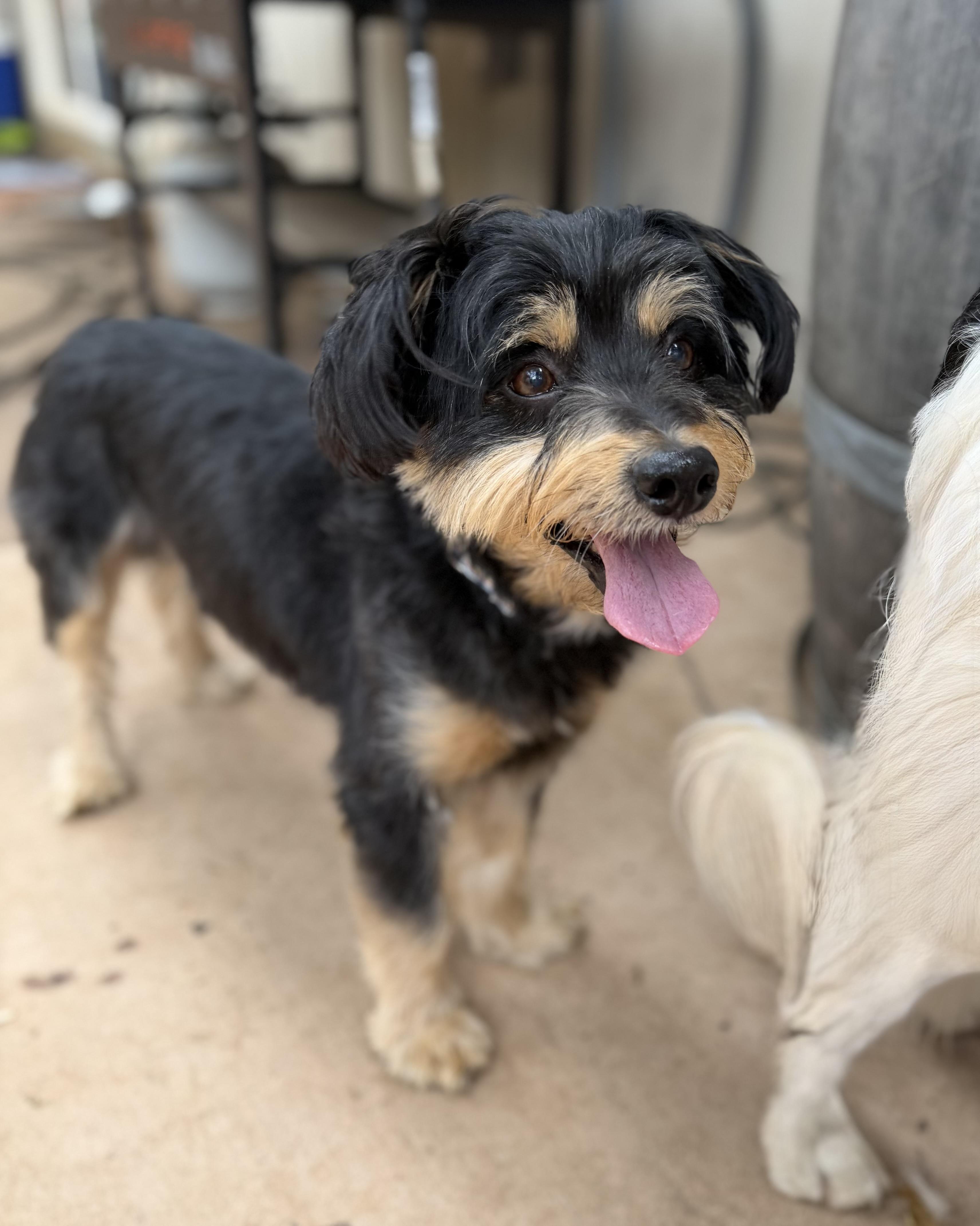 Enlarge Sparky, an adopted mixed breed in Sonora, CA image 3/6