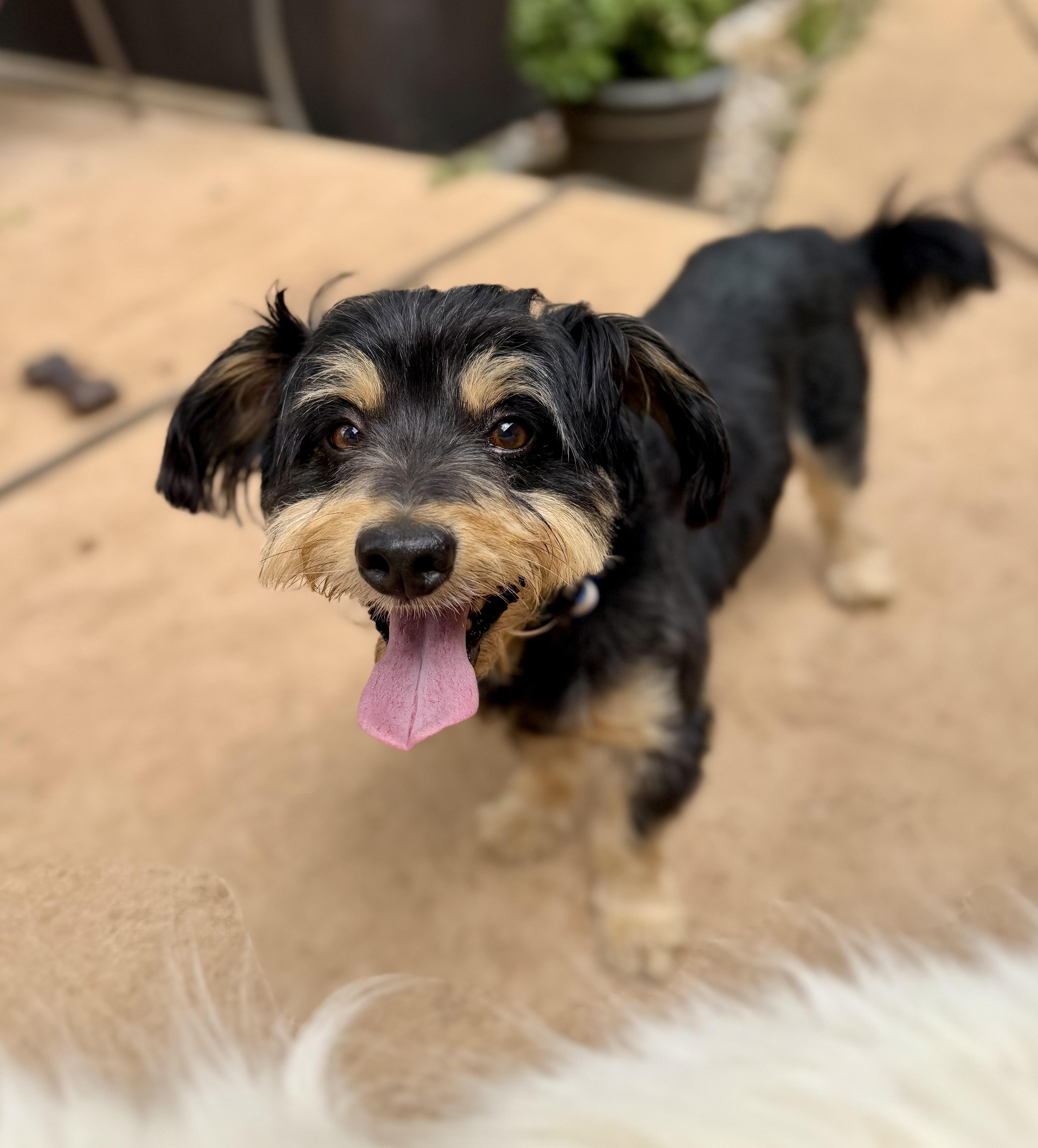 Enlarge Sparky, an adopted mixed breed in Sonora, CA image 2/6
