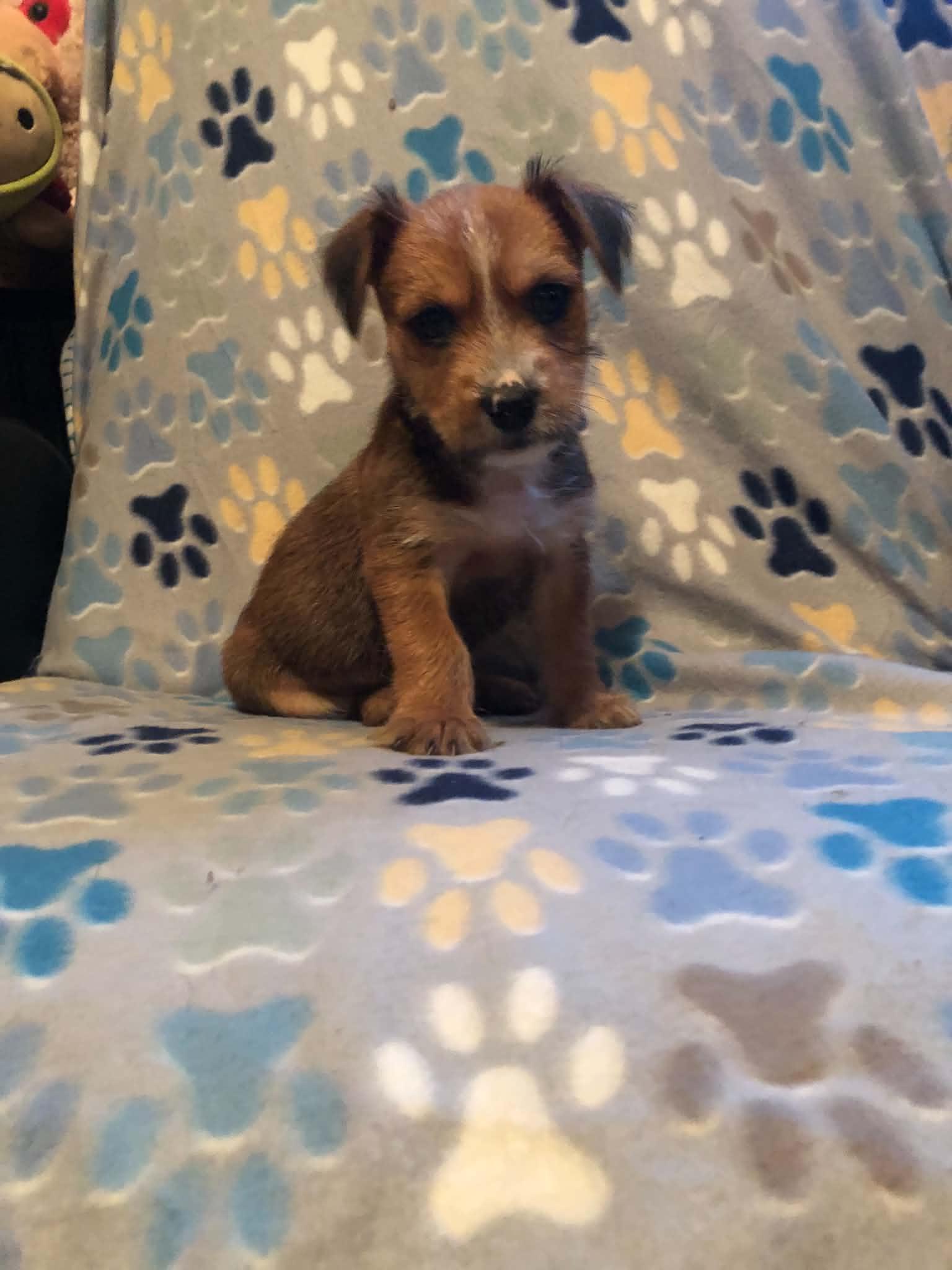 Bj, ADOPTABLE, Puppy Male Yorkshire Terrier & Standard Poodle.