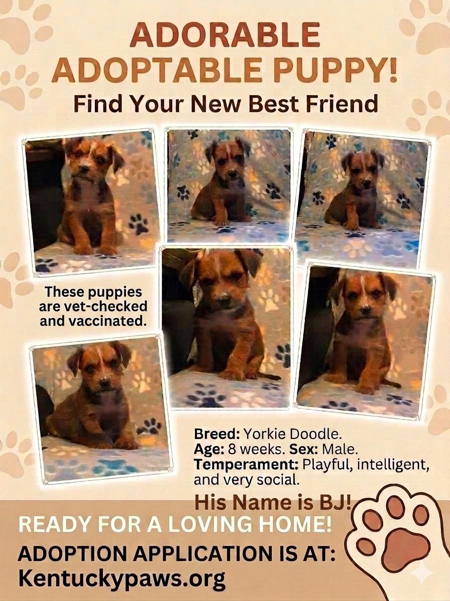 Enlarge Bj, a ADOPTABLE mixed breed in Campton, KY image 4/6