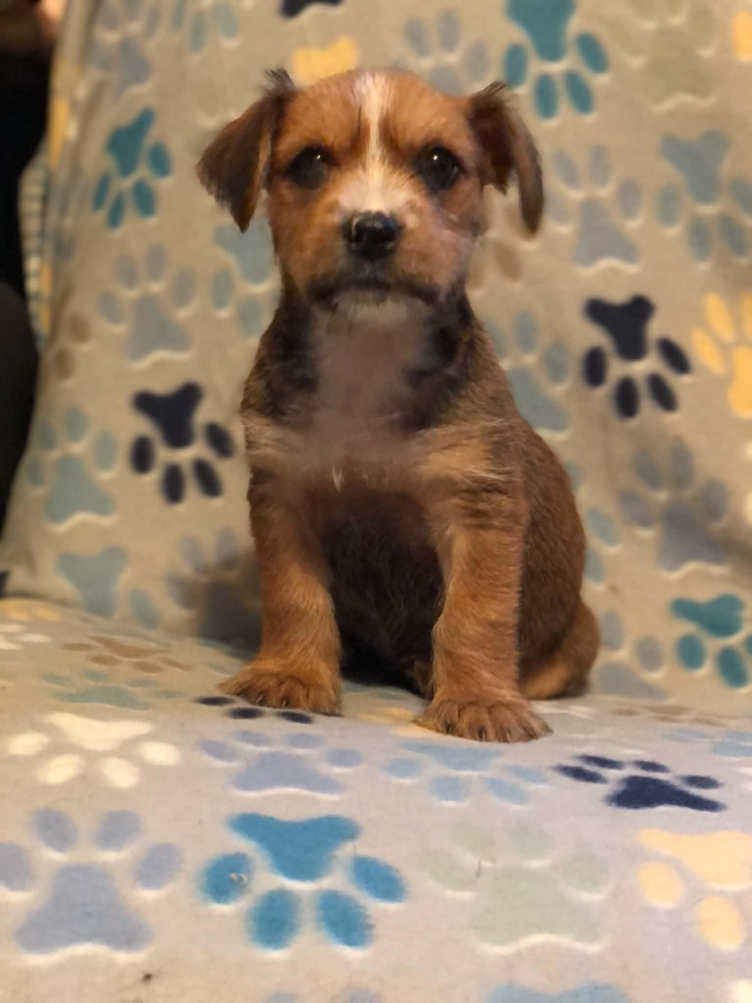Enlarge Bj, a ADOPTABLE mixed breed in Campton, KY image 5/6
