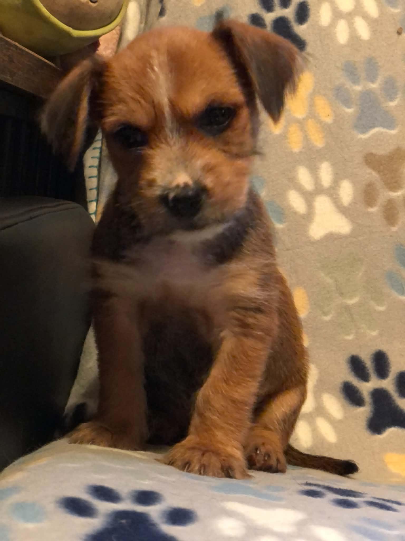Enlarge Bj, a ADOPTABLE mixed breed in Campton, KY image 2/6