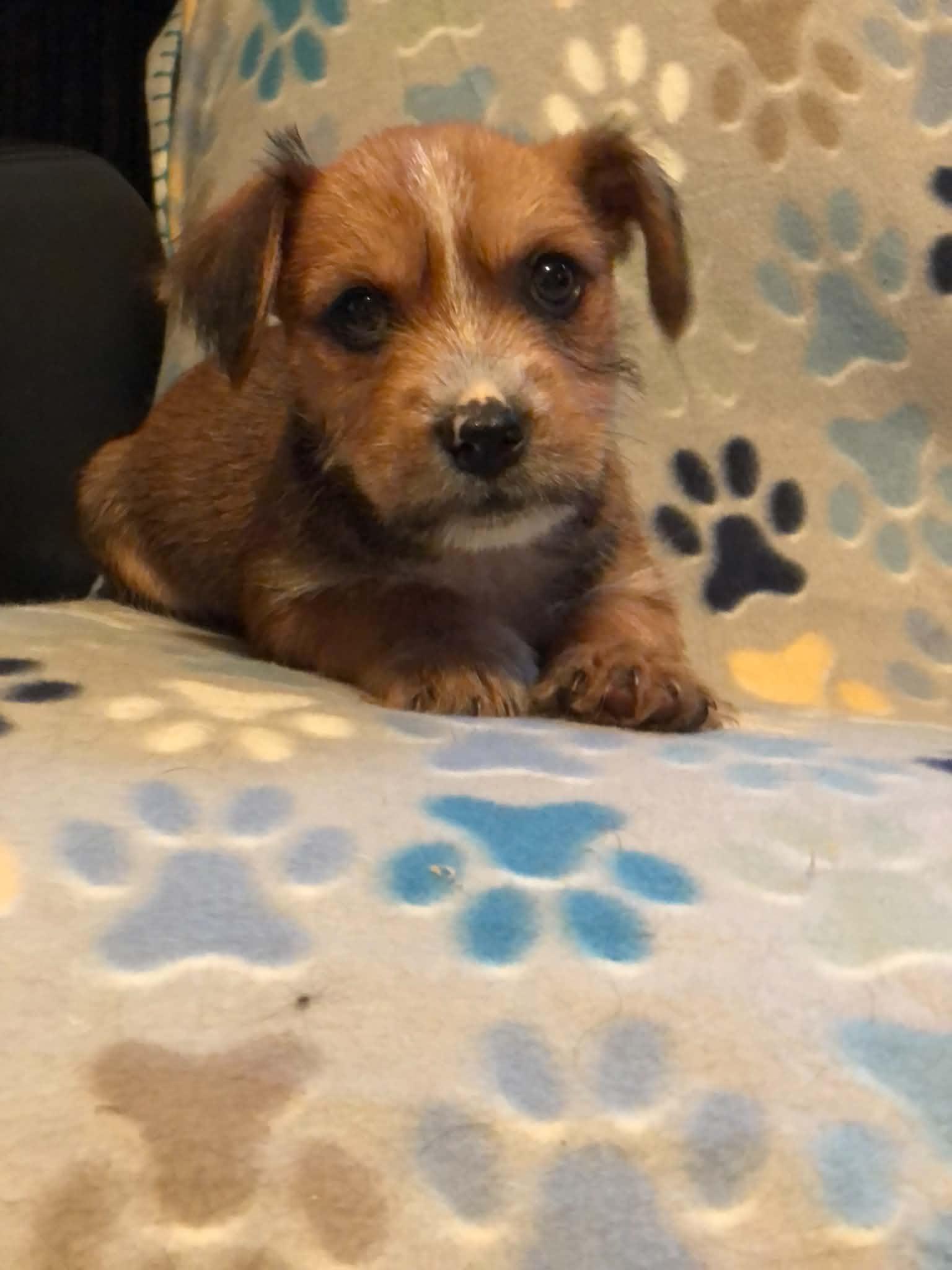Enlarge Bj, a ADOPTABLE mixed breed in Campton, KY image 3/6
