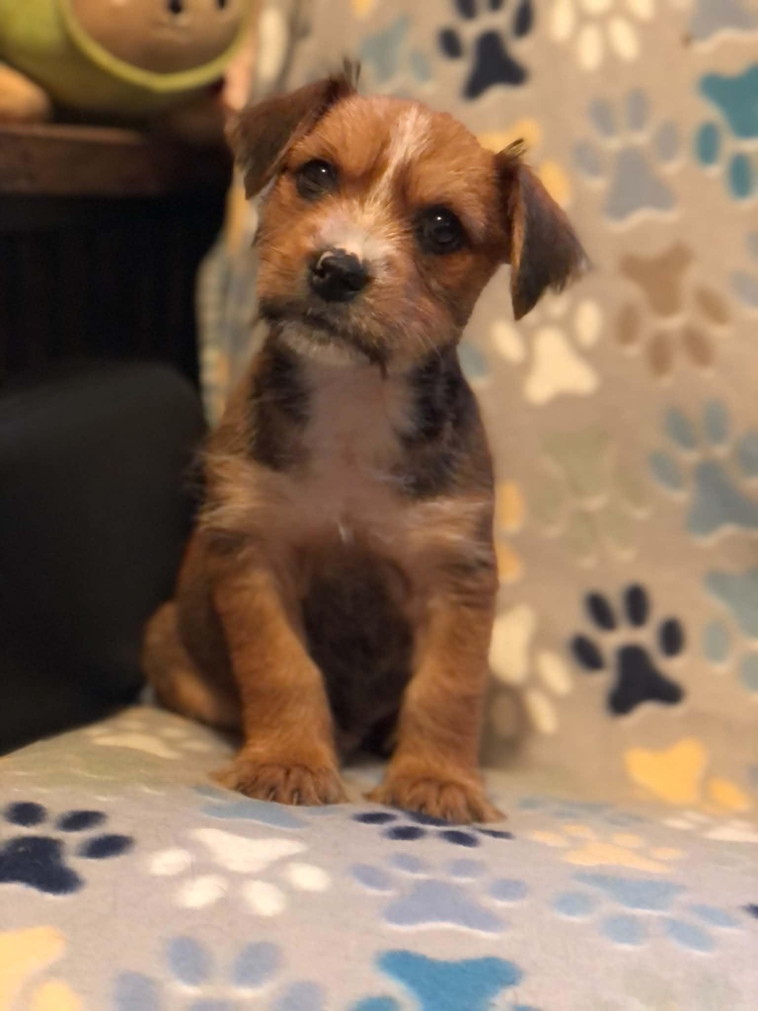 Enlarge Bj, a ADOPTABLE mixed breed in Campton, KY image 6/6
