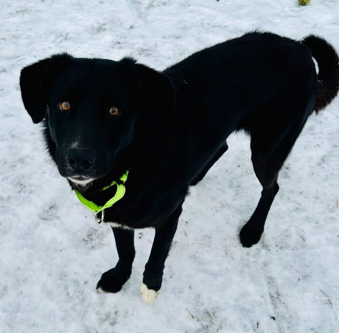 Enlarge Lucky, a ADOPTABLE Mixed Breed in Wilsall, MT image 1/1