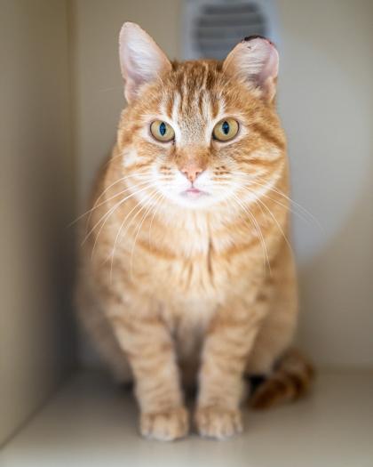 Asiago, Adoptable, Young Male Domestic Short Hair & Domestic Short Hair.