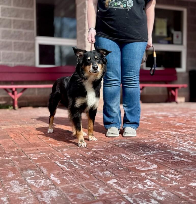 Enlarge Briley, a Adoptable Australian Shepherd in Wooster, OH image 1/3