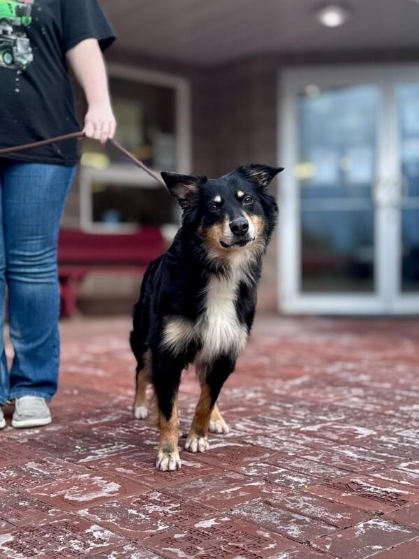 Enlarge Briley, a Adoptable Australian Shepherd in Wooster, OH image 2/3