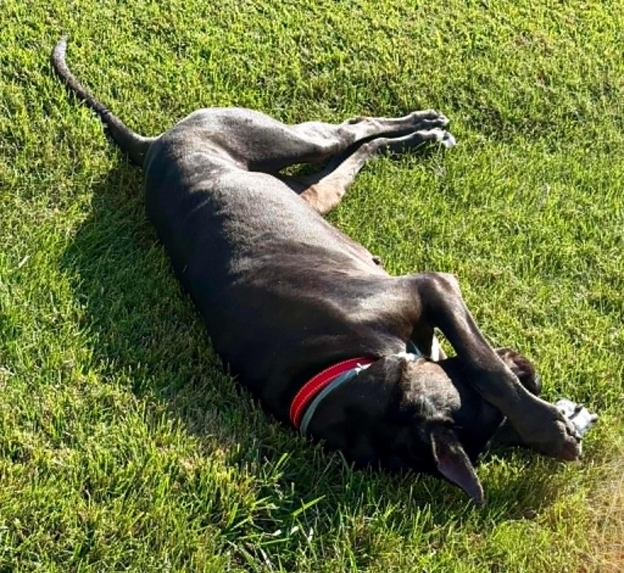 Elias, an adopted Great Dane in Charlotte, NC image 6/6