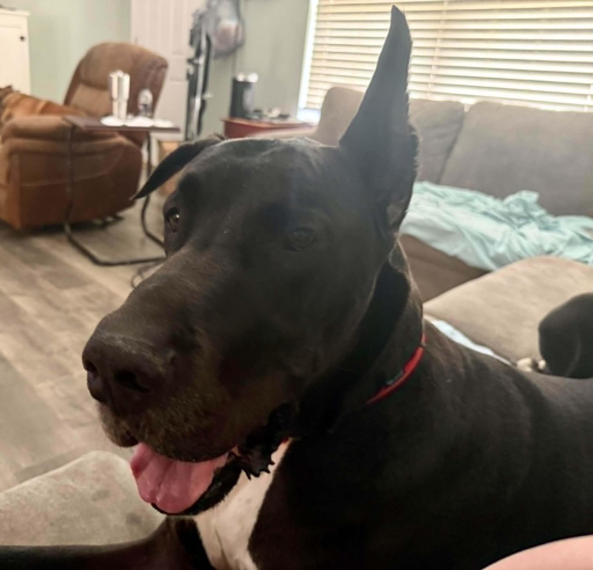 Elias, an adopted Great Dane in Charlotte, NC image 4/6