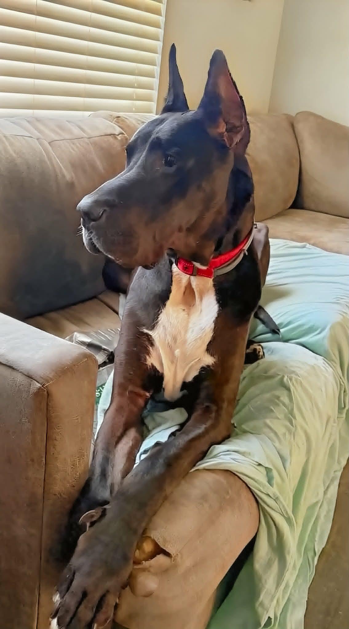 Elias, adopted, Senior Male Great Dane.