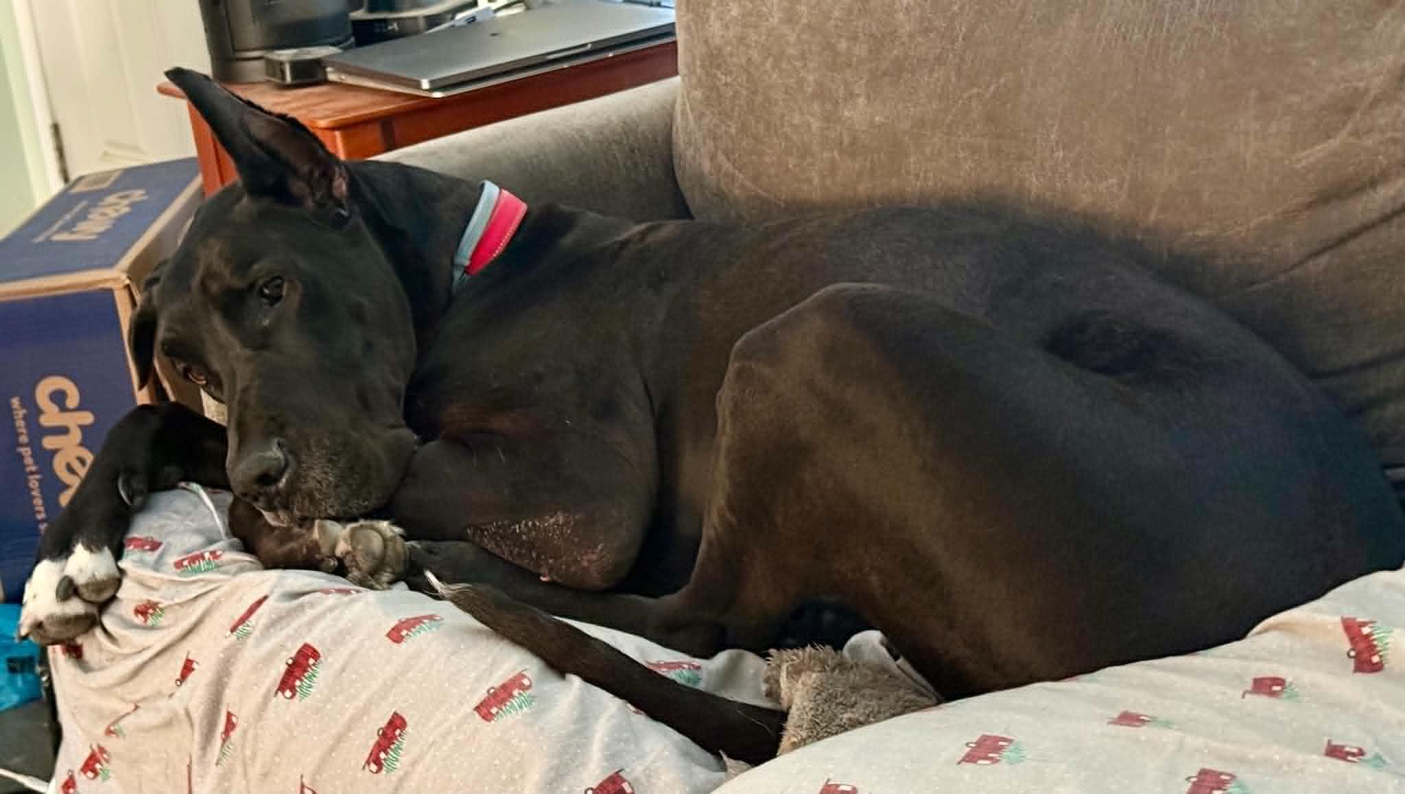 Elias, an adopted Great Dane in Charlotte, NC image 5/6