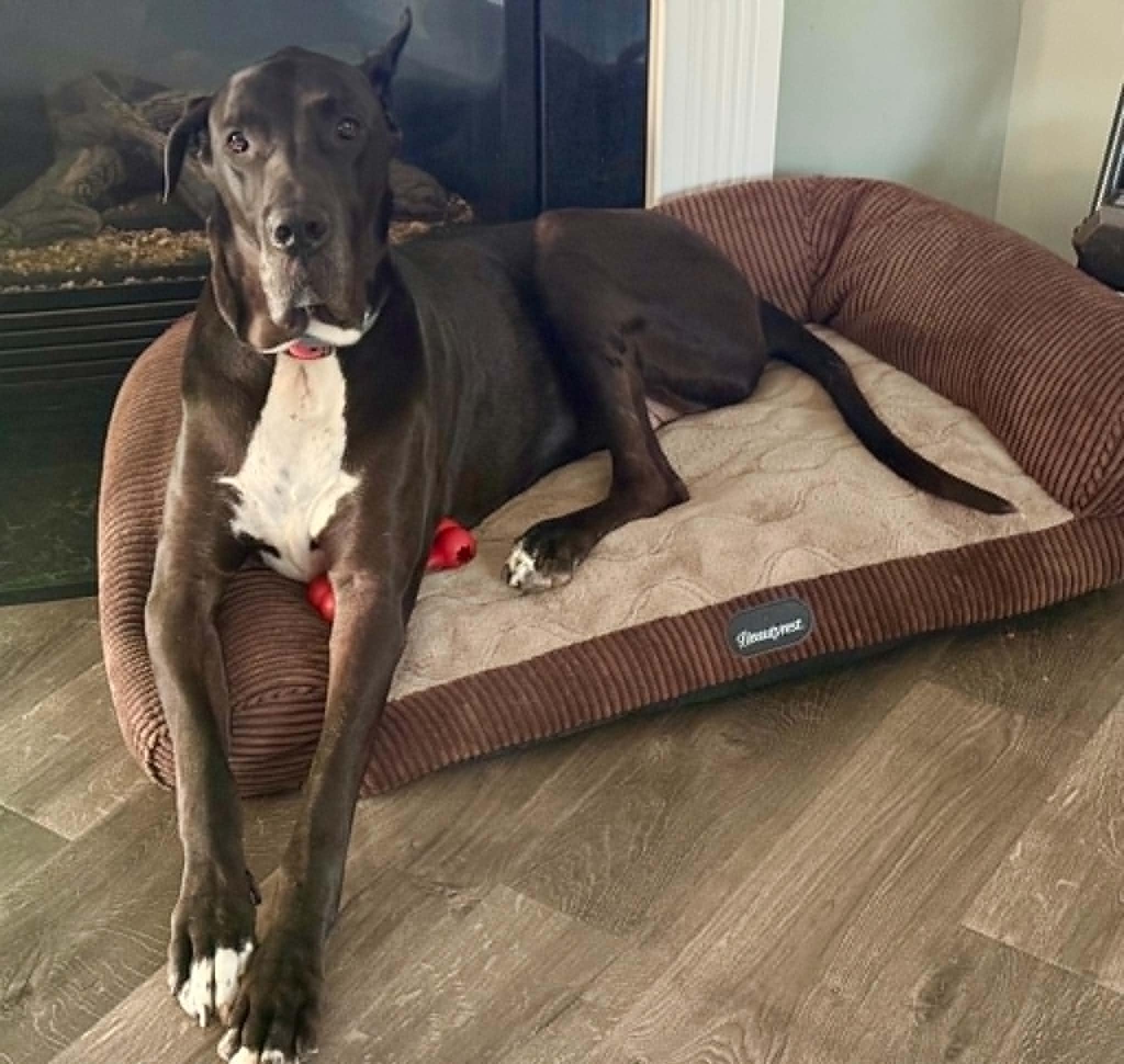 Elias, an adopted Great Dane in Charlotte, NC image 2/6