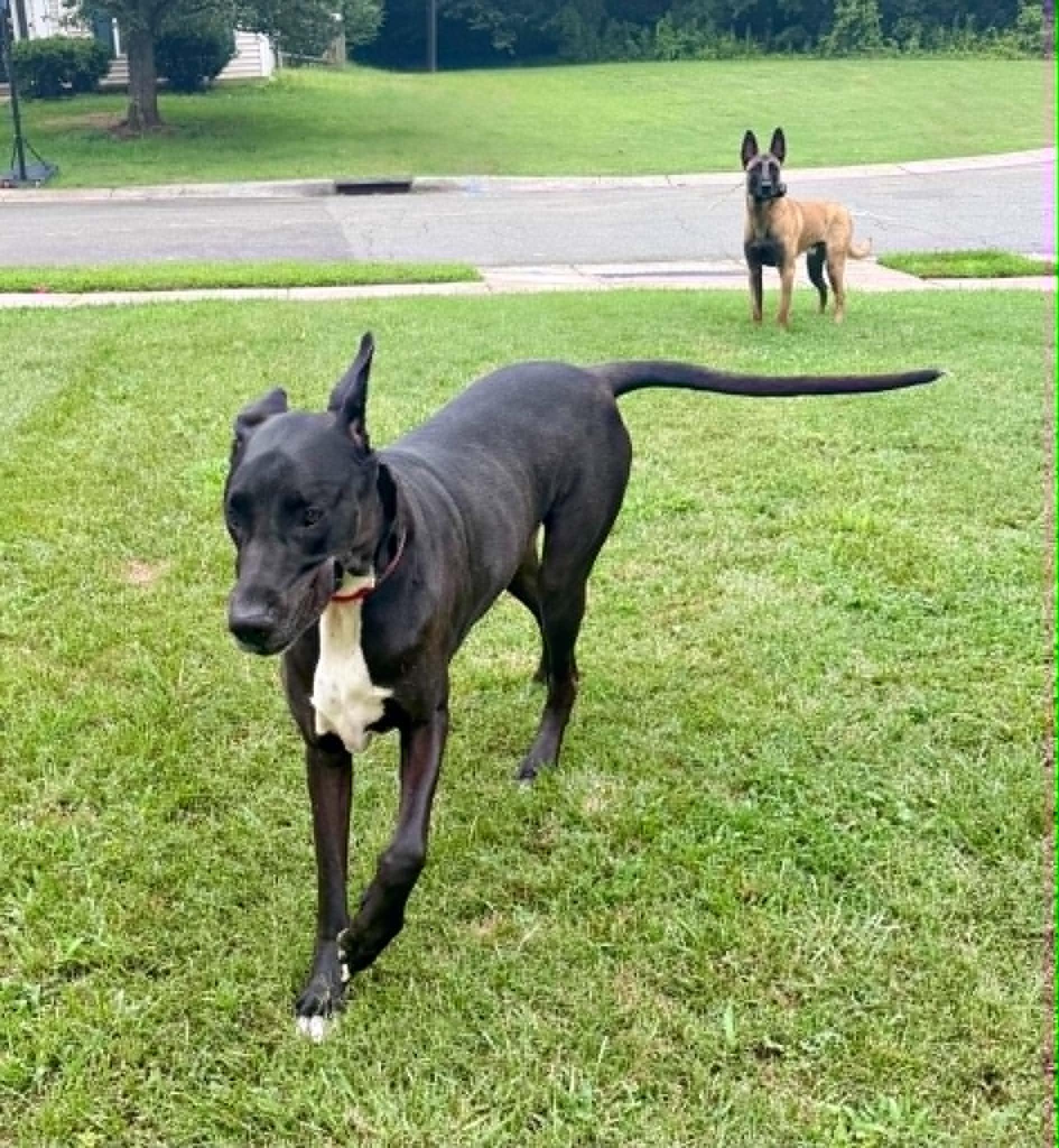 Elias, an adopted Great Dane in Charlotte, NC image 3/6