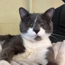 Enlarge Mario, a Adoptable Domestic Short Hair in Braintree, MA image 6/6