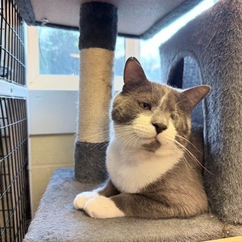 Mario, Adoptable, Adult Male Domestic Short Hair.