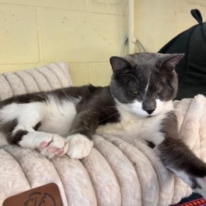 Enlarge Mario, a Adoptable Domestic Short Hair in Braintree, MA image 5/6