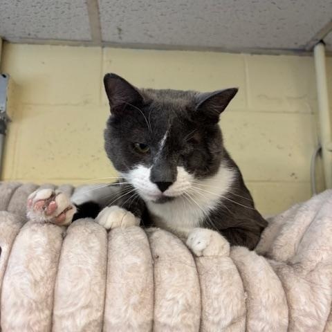 Enlarge Mario, a Adoptable Domestic Short Hair in Braintree, MA image 2/6