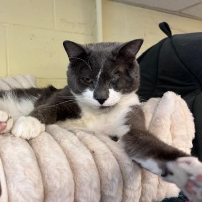 Enlarge Mario, a Adoptable Domestic Short Hair in Braintree, MA image 4/6
