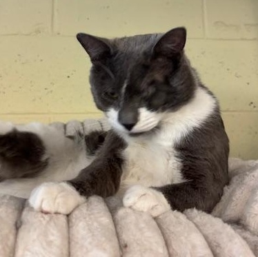 Enlarge Mario, a Adoptable Domestic Short Hair in Braintree, MA image 3/6
