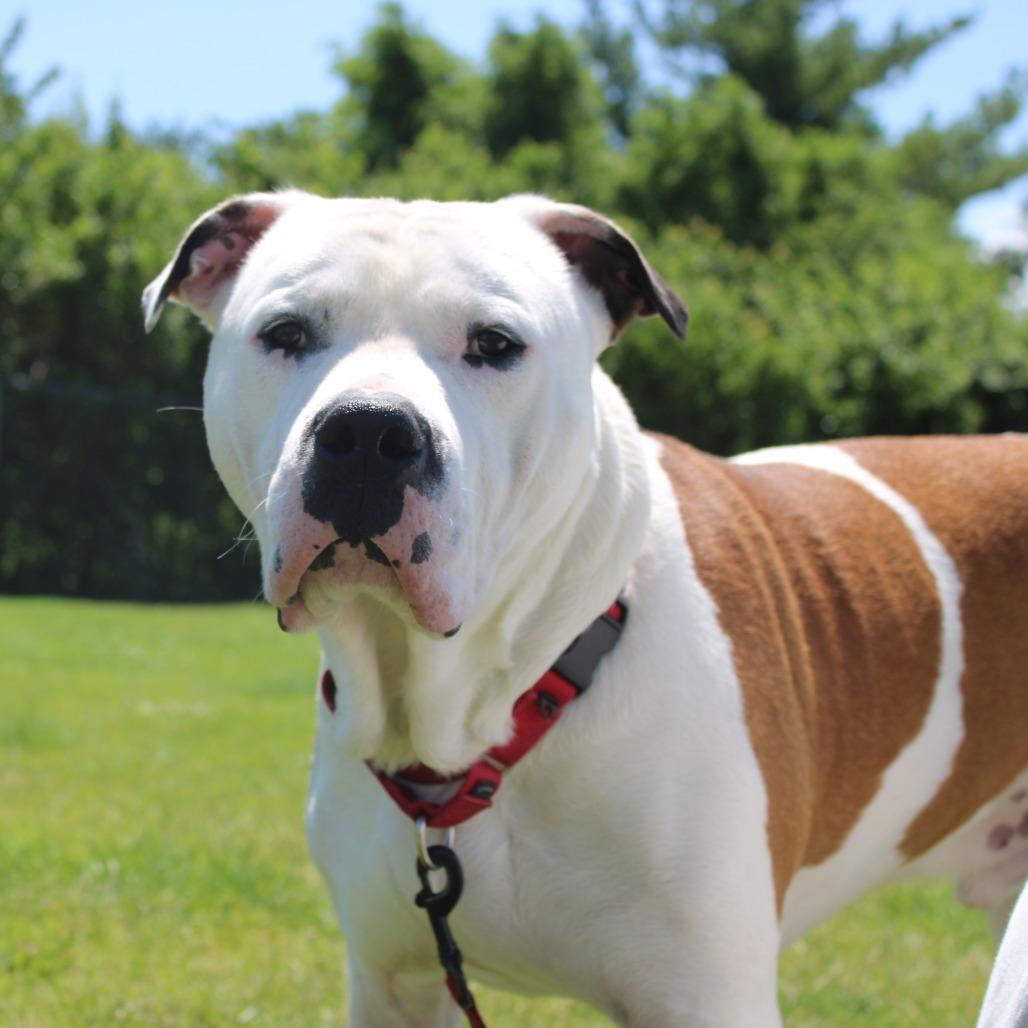Clyde Barrow, Adoptable, Adult Male Pit Bull Terrier & Mixed Breed.