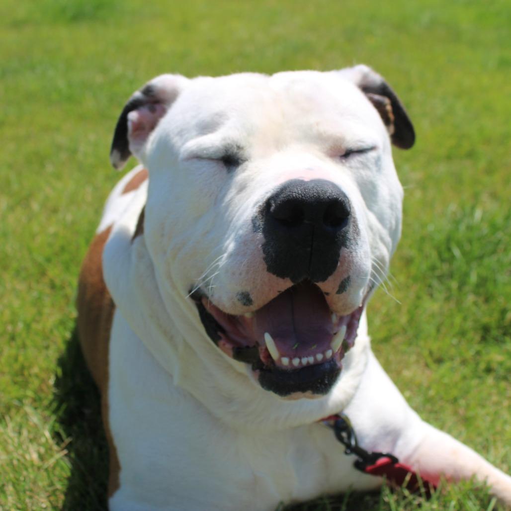 Enlarge Clyde Barrow, a Adoptable mixed breed in Champaign, IL image 2/6
