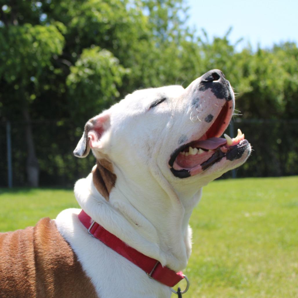 Enlarge Clyde Barrow, a Adoptable mixed breed in Champaign, IL image 3/6