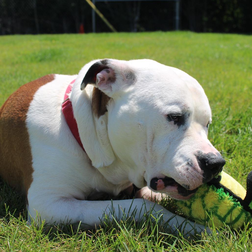 Enlarge Clyde Barrow, a Adoptable mixed breed in Champaign, IL image 4/6