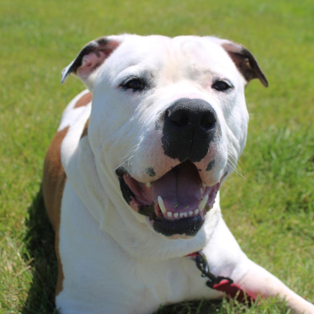 Enlarge Clyde Barrow, a Adoptable mixed breed in Champaign, IL image 5/6