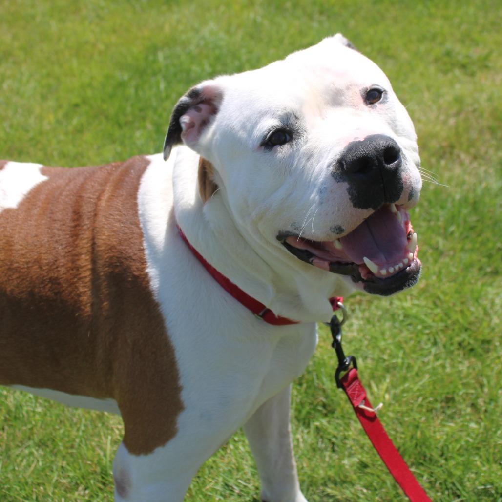 Enlarge Clyde Barrow, a Adoptable mixed breed in Champaign, IL image 6/6