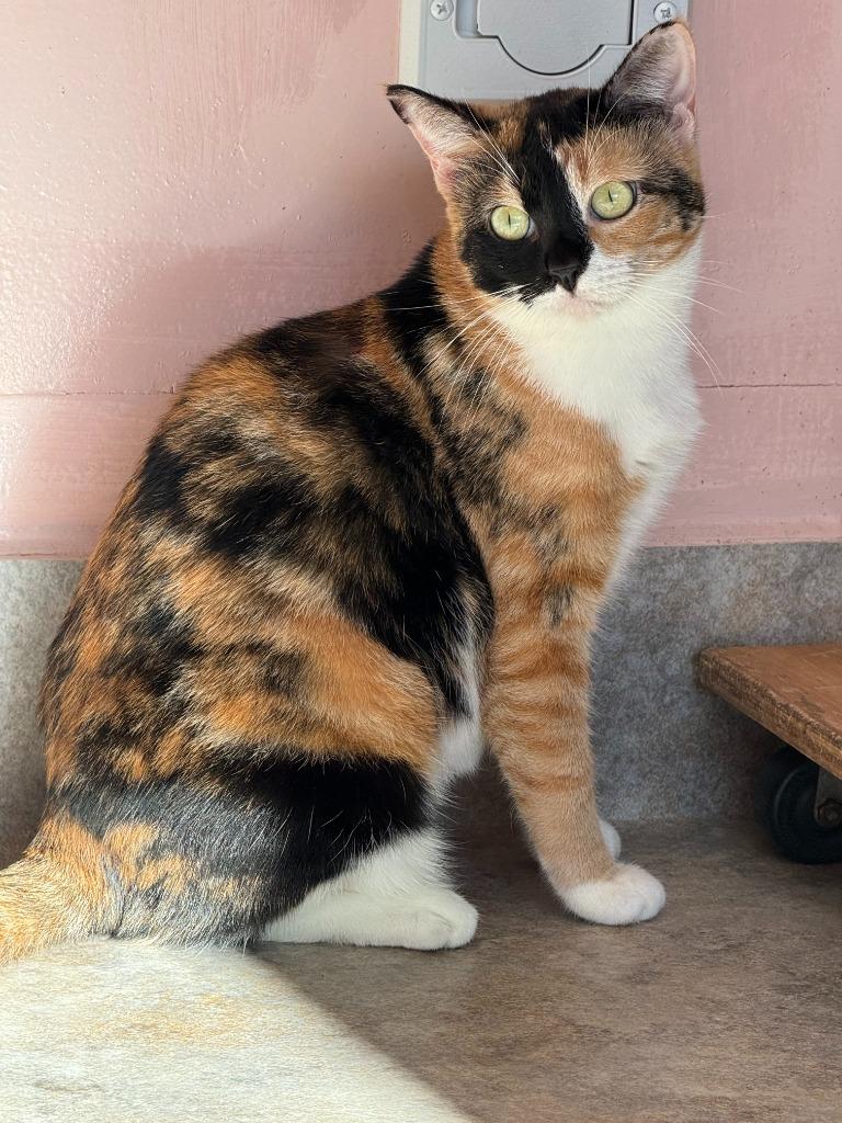 Ebonee, Adoptable, Young Female Domestic Short Hair.