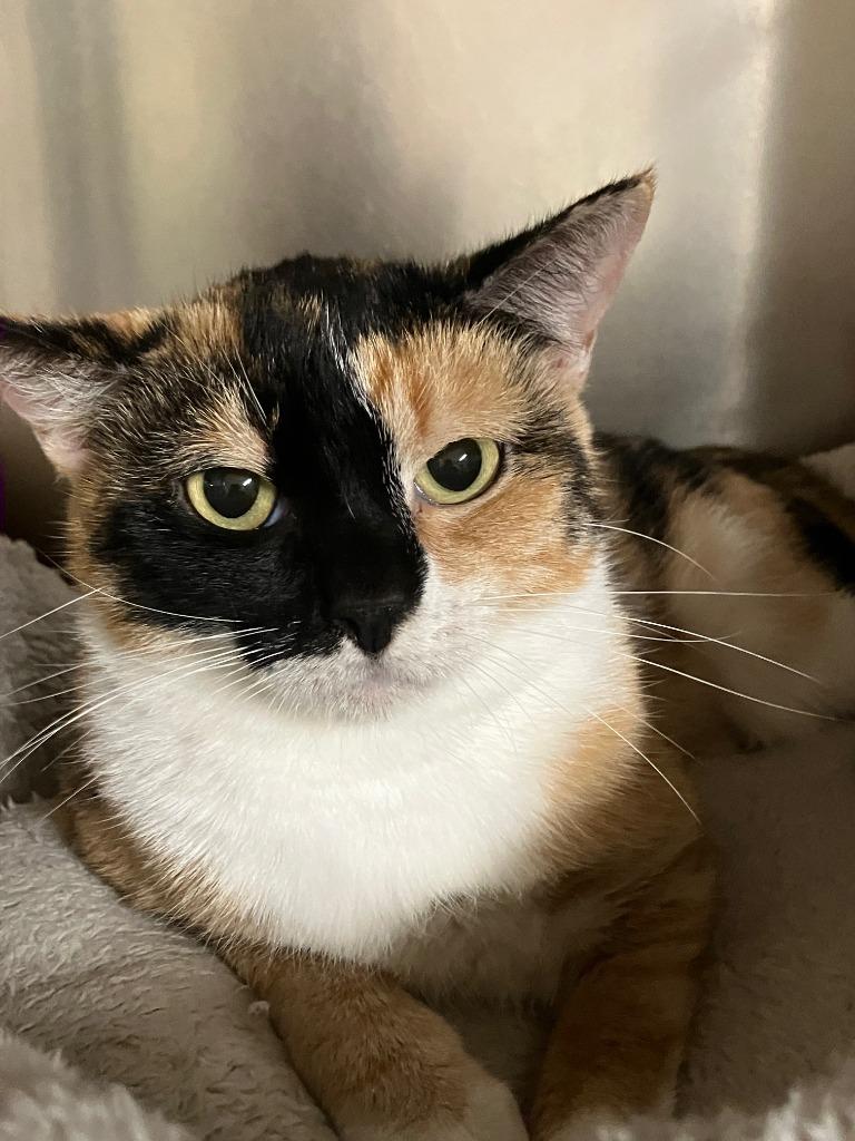 Enlarge Ebonee, a Adoptable mixed breed in Lunenburg, MA image 2/3