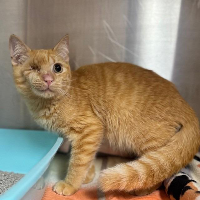 Enlarge Fry, a Adoptable Domestic Short Hair in Bullhead City, AZ image 1/1