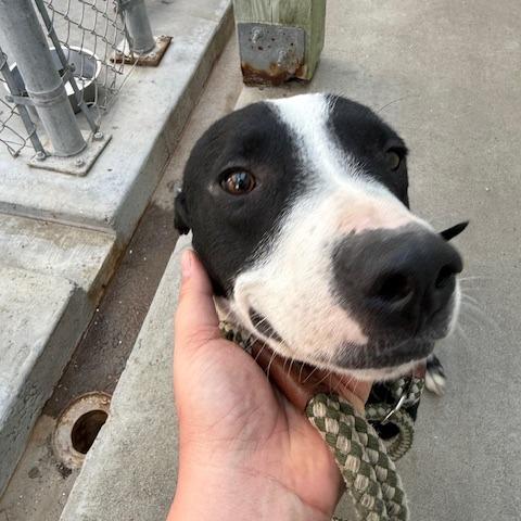 Enlarge Buddy, a Adoptable Terrier in Port Aransas, TX image 1/1