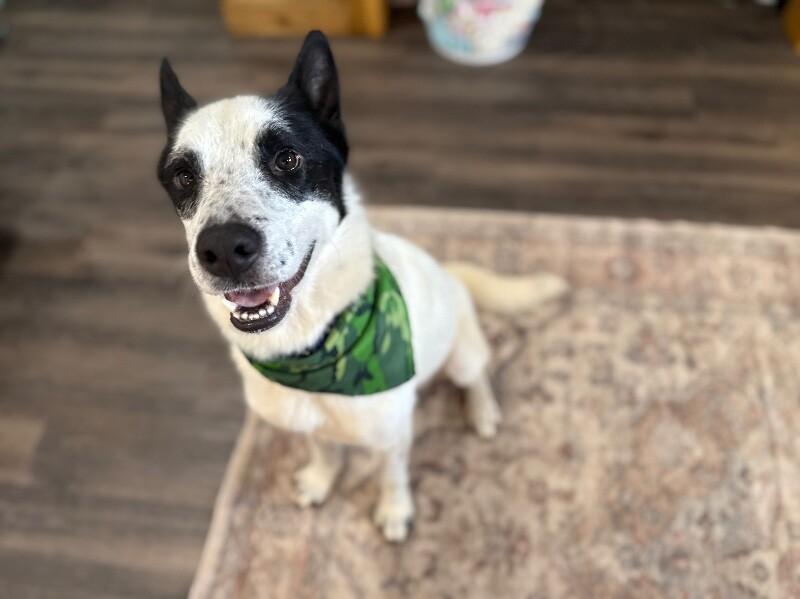 Holliday Tippy Tappy Freckles — thumbnail 5