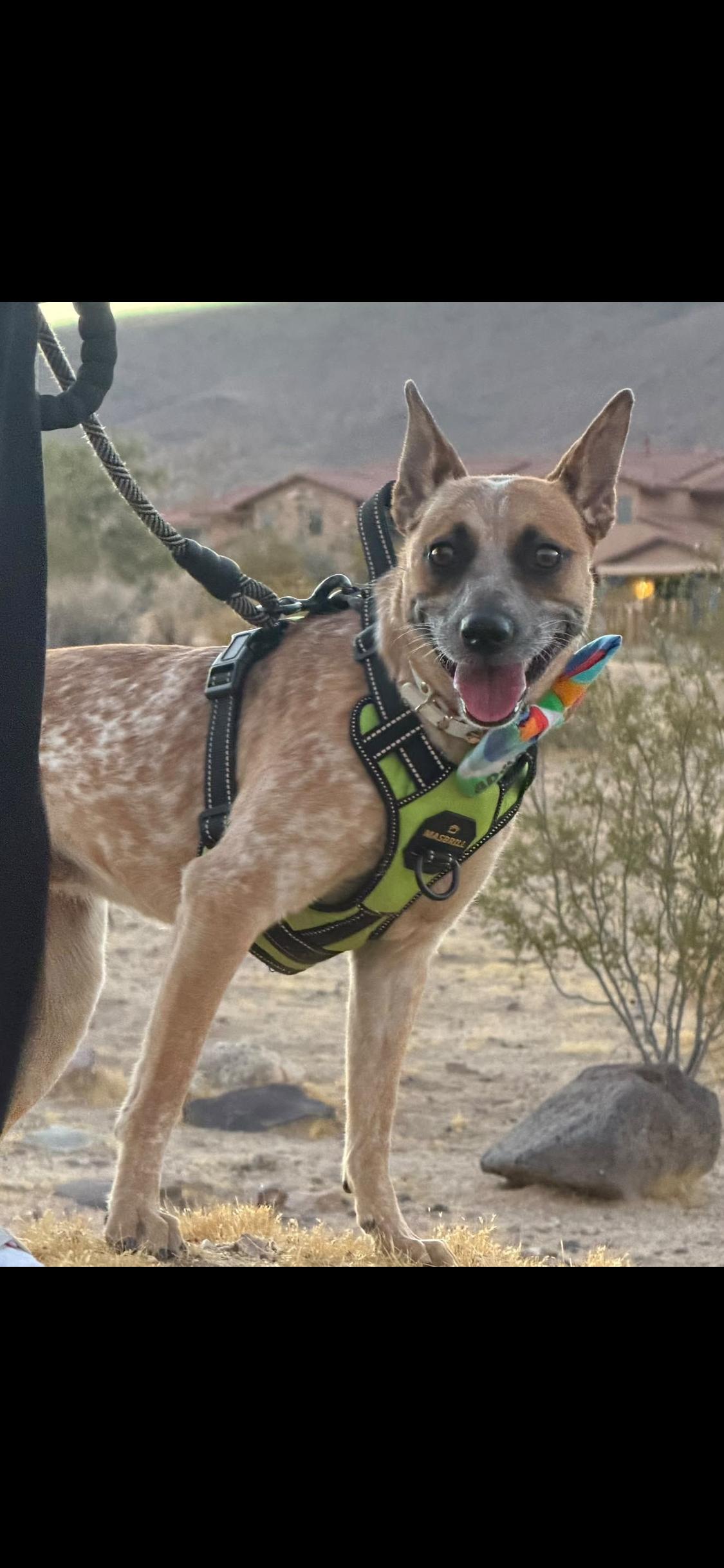 Dixie, Adoptable, Adult Female Cattle Dog.