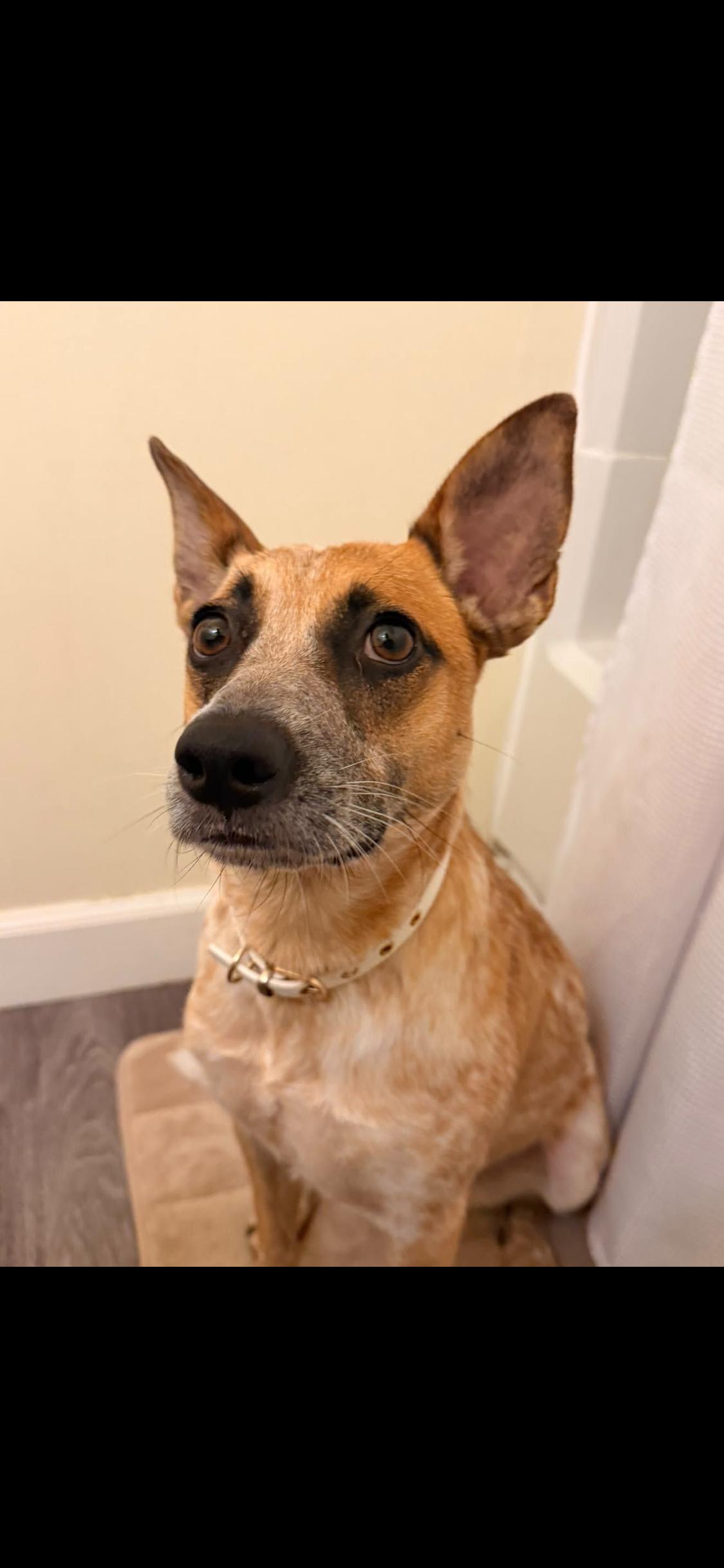 Enlarge Dixie, a Adoptable Cattle Dog in Barstow , CA image 2/6