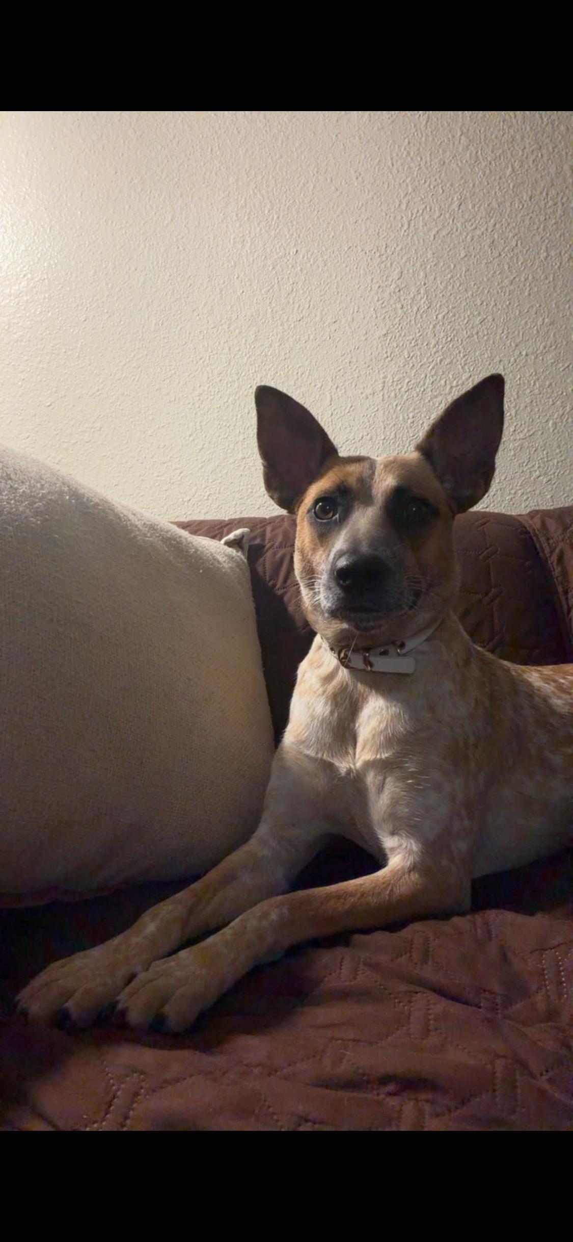 Enlarge Dixie, a Adoptable Cattle Dog in Barstow , CA image 3/6