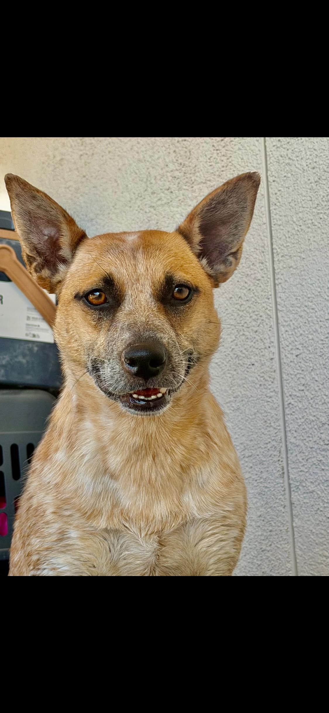 Enlarge Dixie, a Adoptable Cattle Dog in Barstow , CA image 5/6