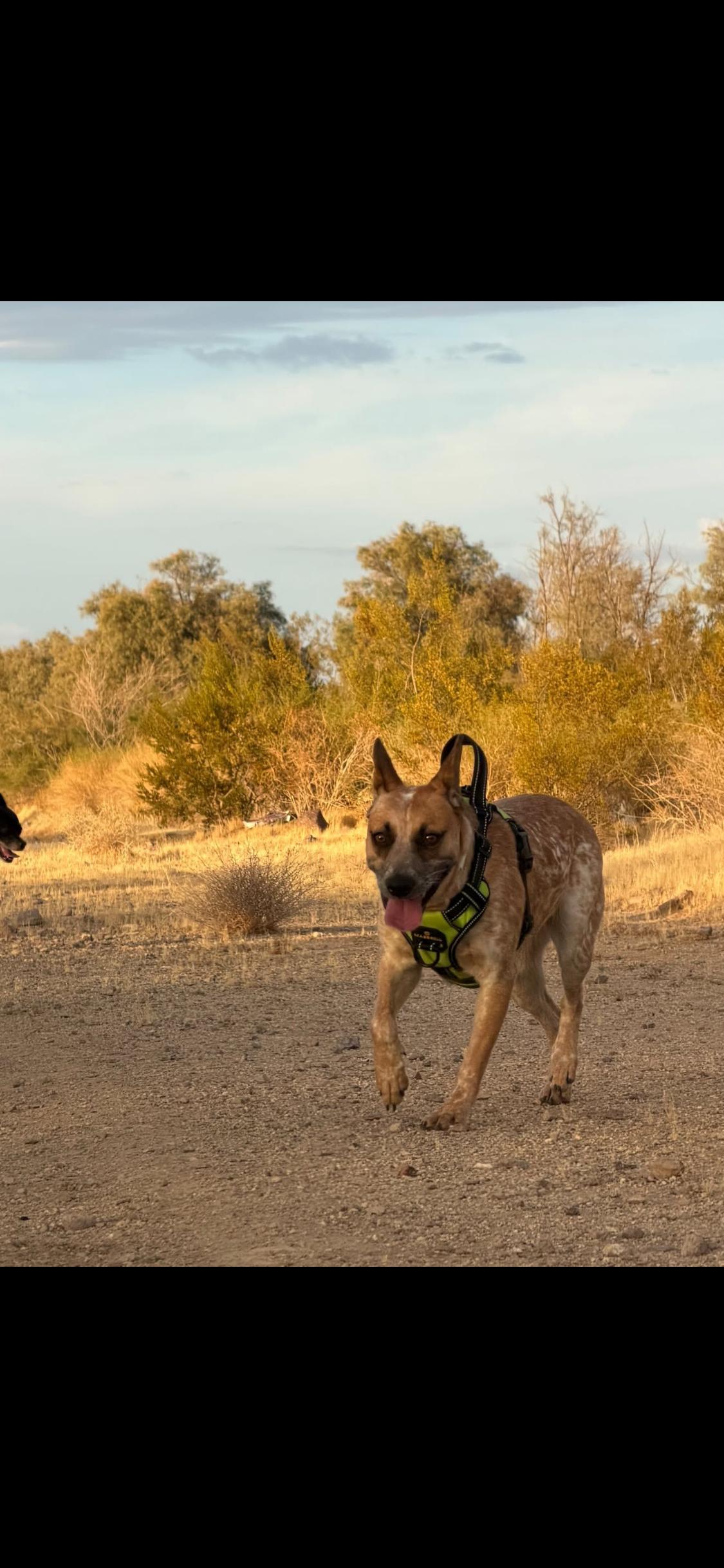 Enlarge Dixie, a Adoptable Cattle Dog in Barstow , CA image 6/6